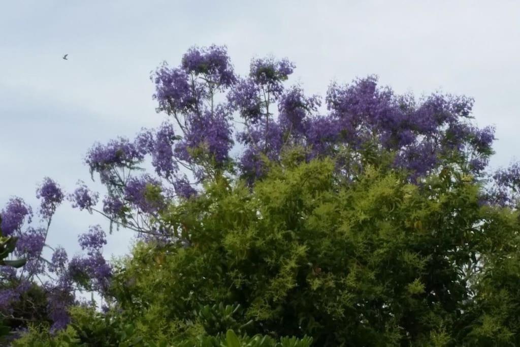 Casetta Jacaranda Генуа Екстериор снимка